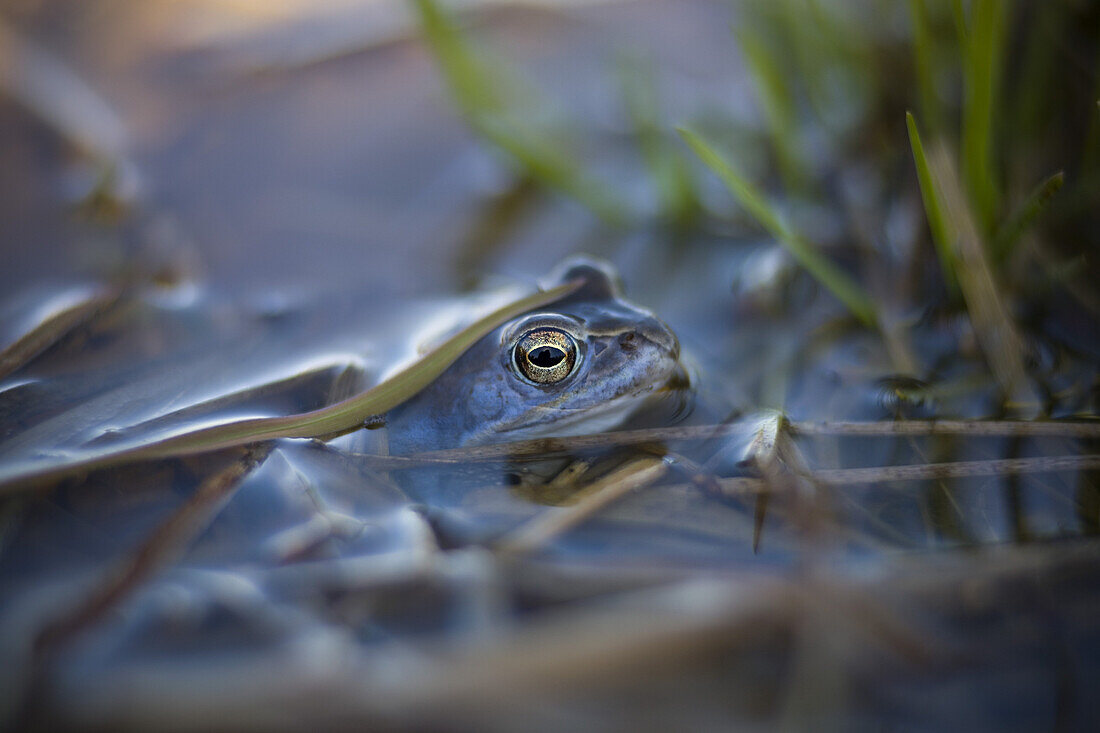 Frog looking out of the water
