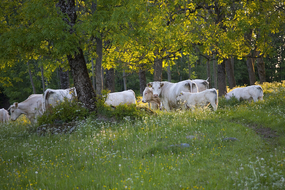 Grazing cows under the trees in the flower meadow in the evening