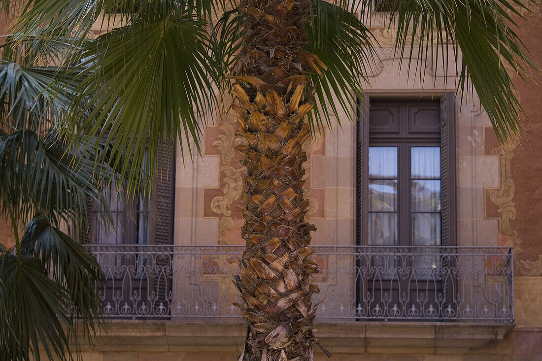 Palm tree in front of a house, Barcelona, Catalonia, Spain, Europe