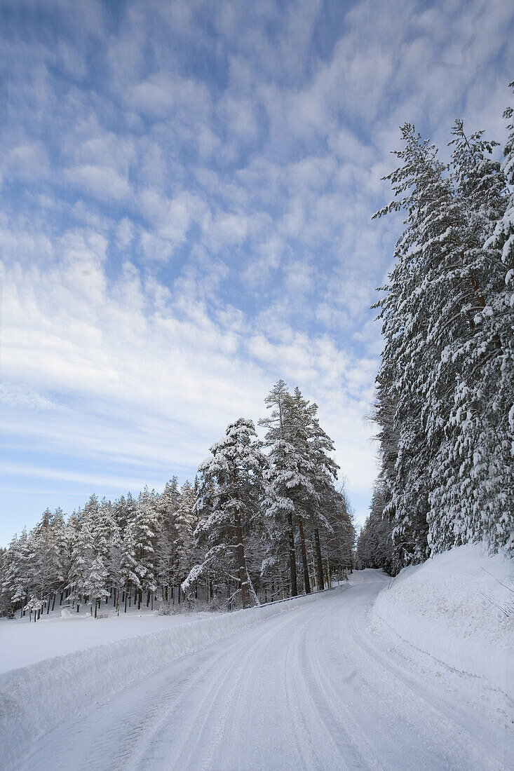 Snowy road with conifers in winter