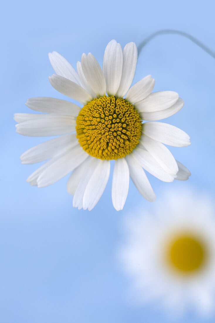 Eine Kamillenblüte mit blauem Himmel im Hintergrund