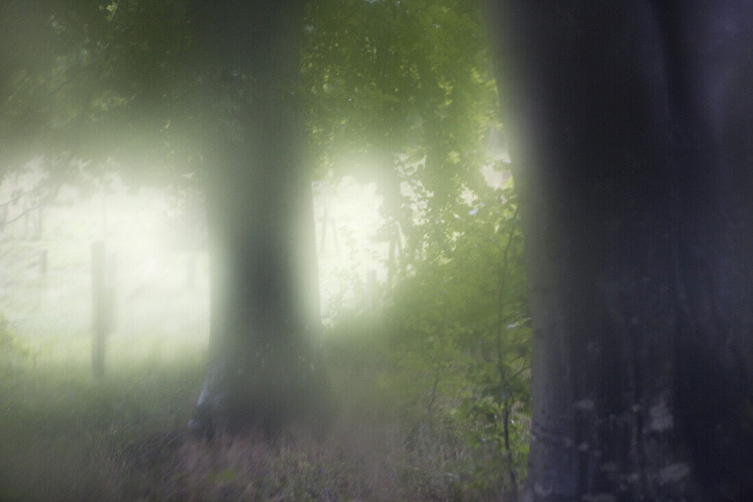 Baumstämme im nebligen Wald