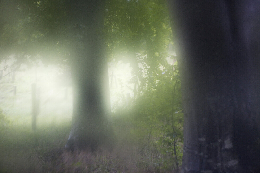 Tree trunks in a misty forest