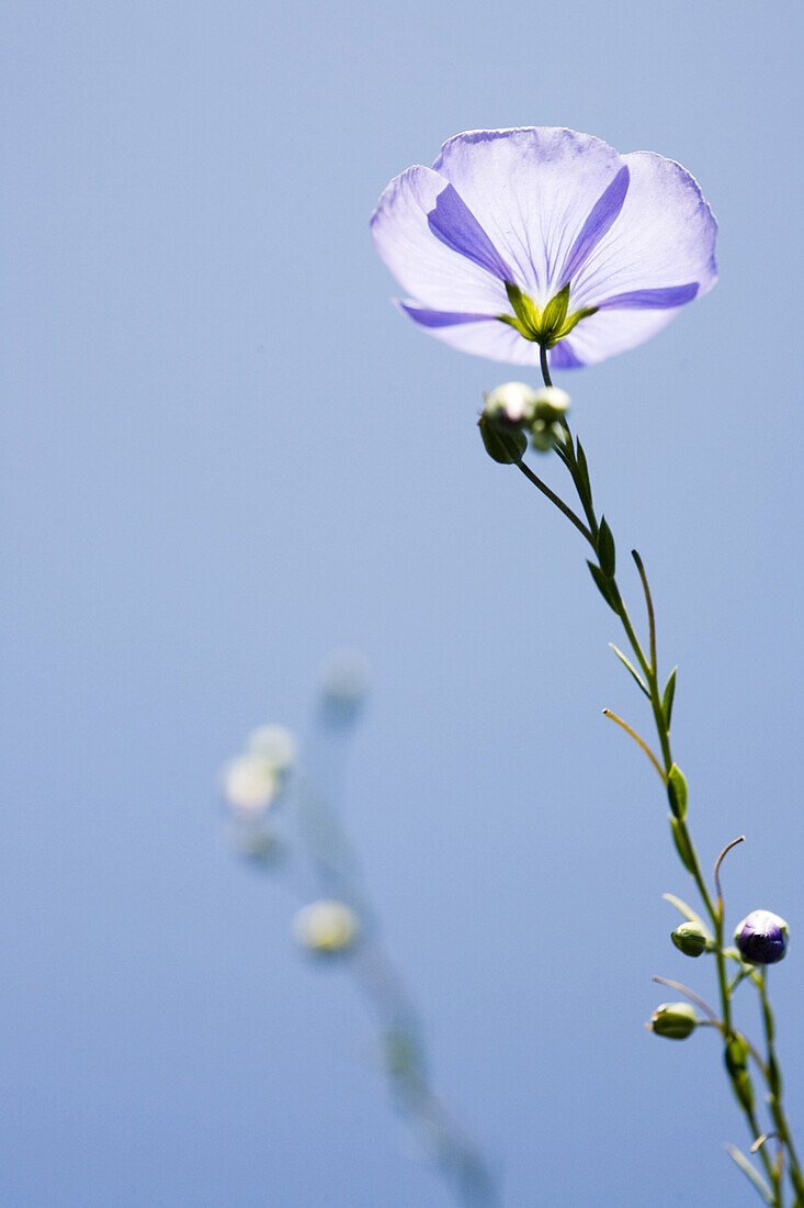 Blüte eines blühenden Flachs