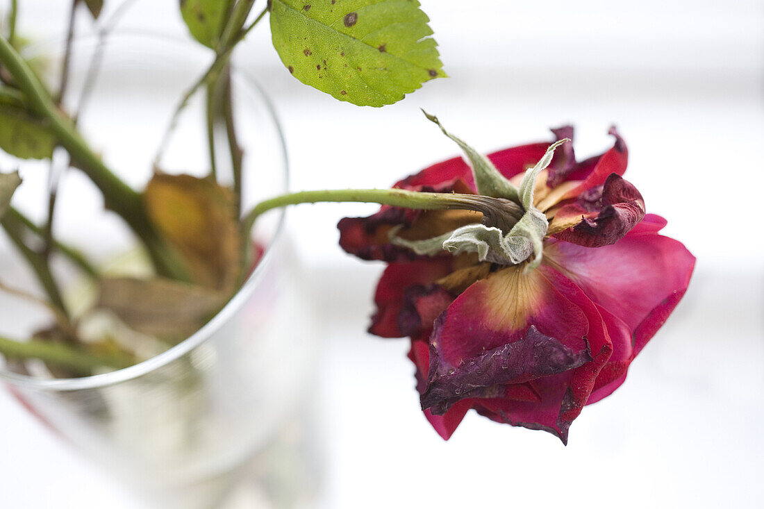 Einsame verwelkte Rose in einer Vase