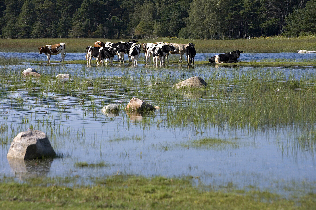Cattle on shore meadow