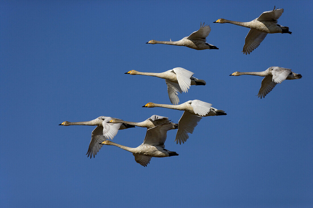 Cygnus cygnus, Swans