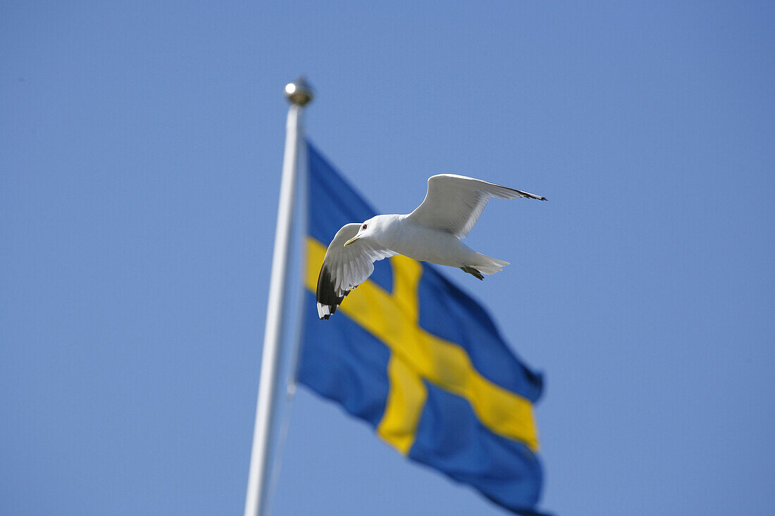 Swedish flag and gull