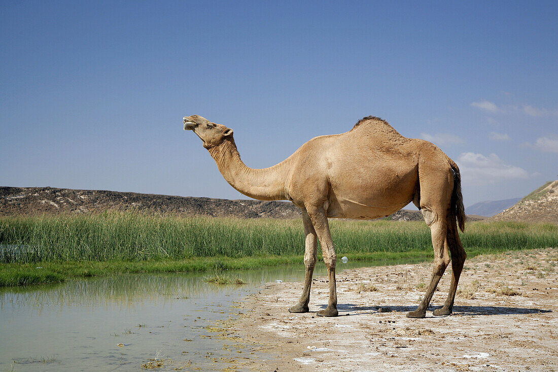 Camel in the coastal lake at Khor Rori ( Sumhuram), a wealthy port between the Mediterranean and India. UNESCO world heritage site.