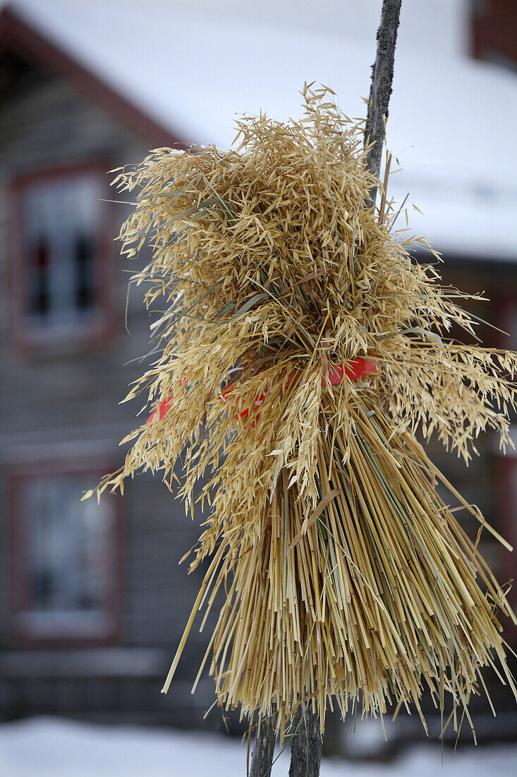 Sheaf of oats in winter