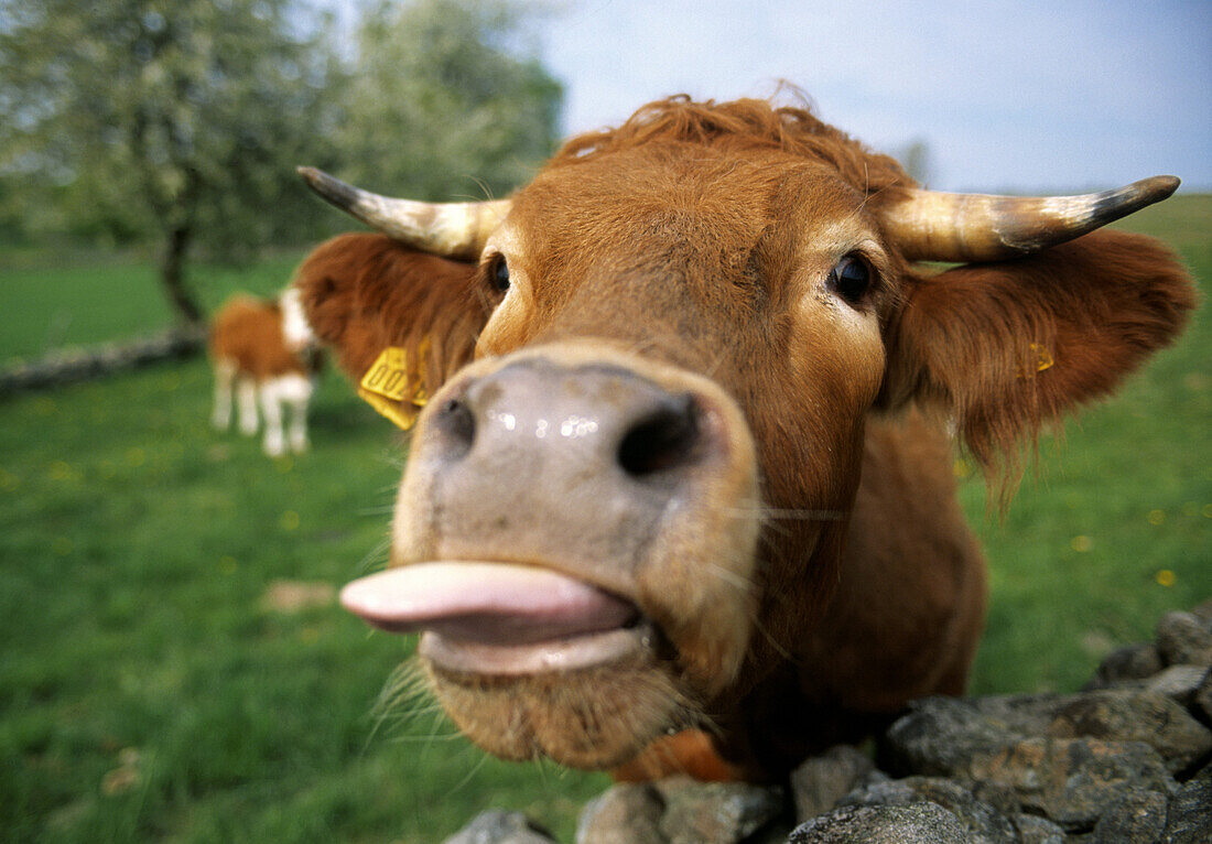 Cow is trowing its tounge out