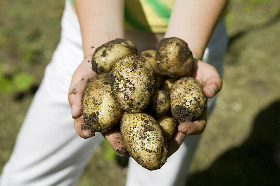 Girl with new potatoes in her hands