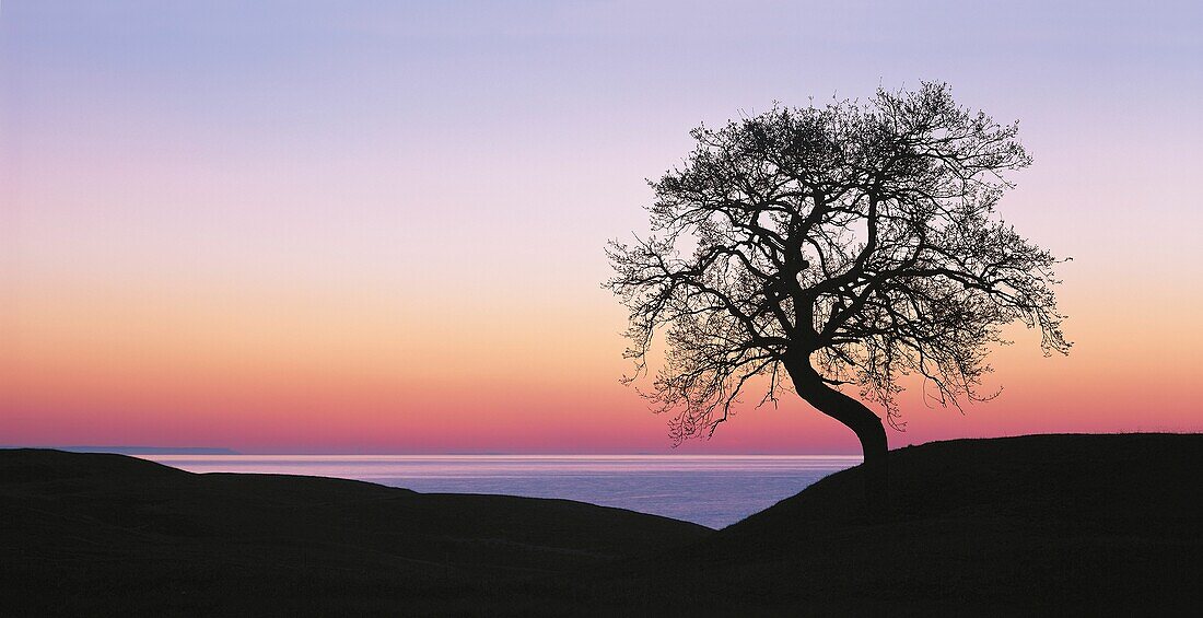 Tree at dawn near the sea