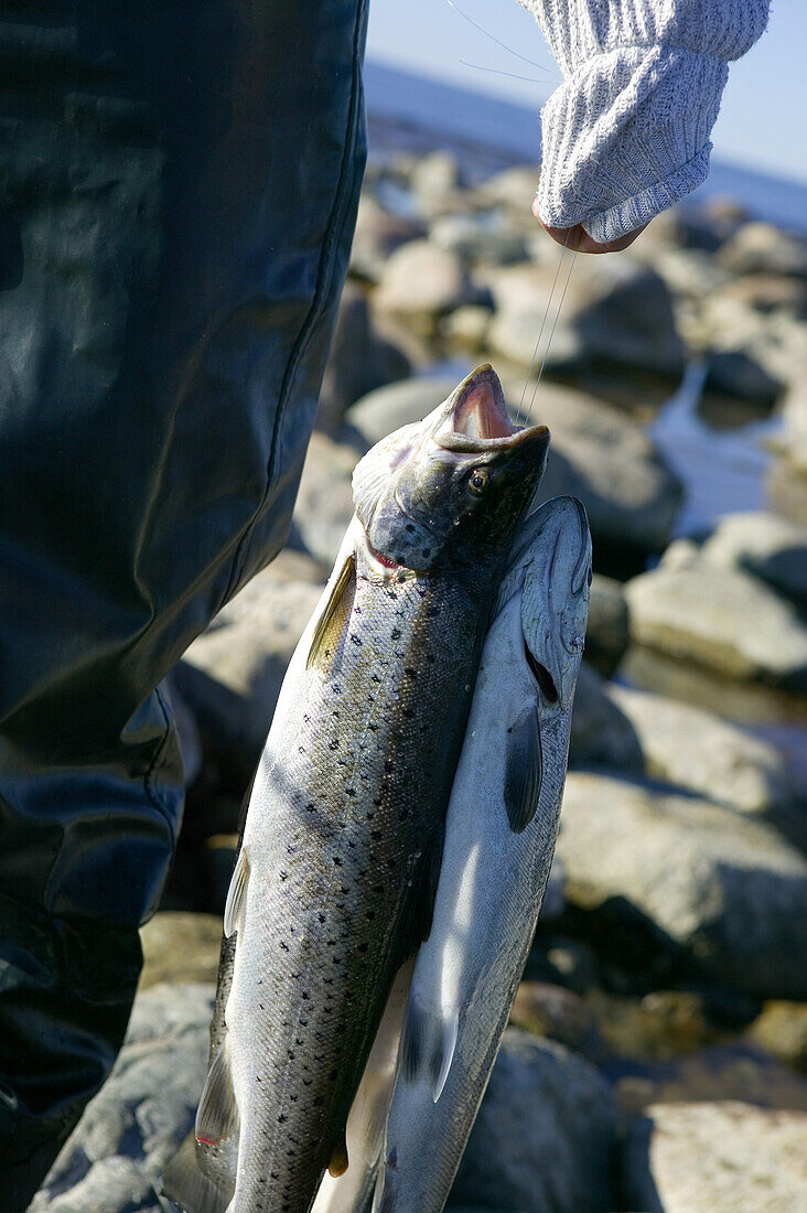 Man is fishing trout