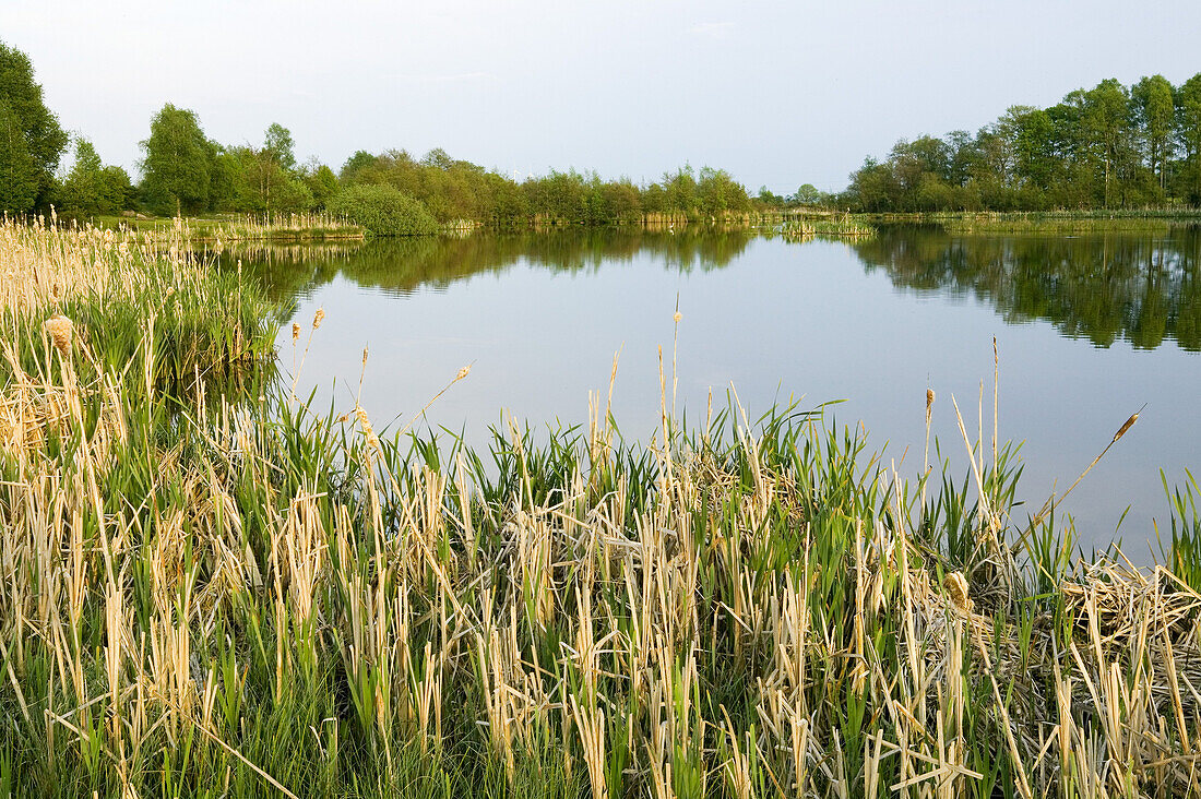 Nature reserve, Abullahagen, Eslöv, Skåne, Sweden