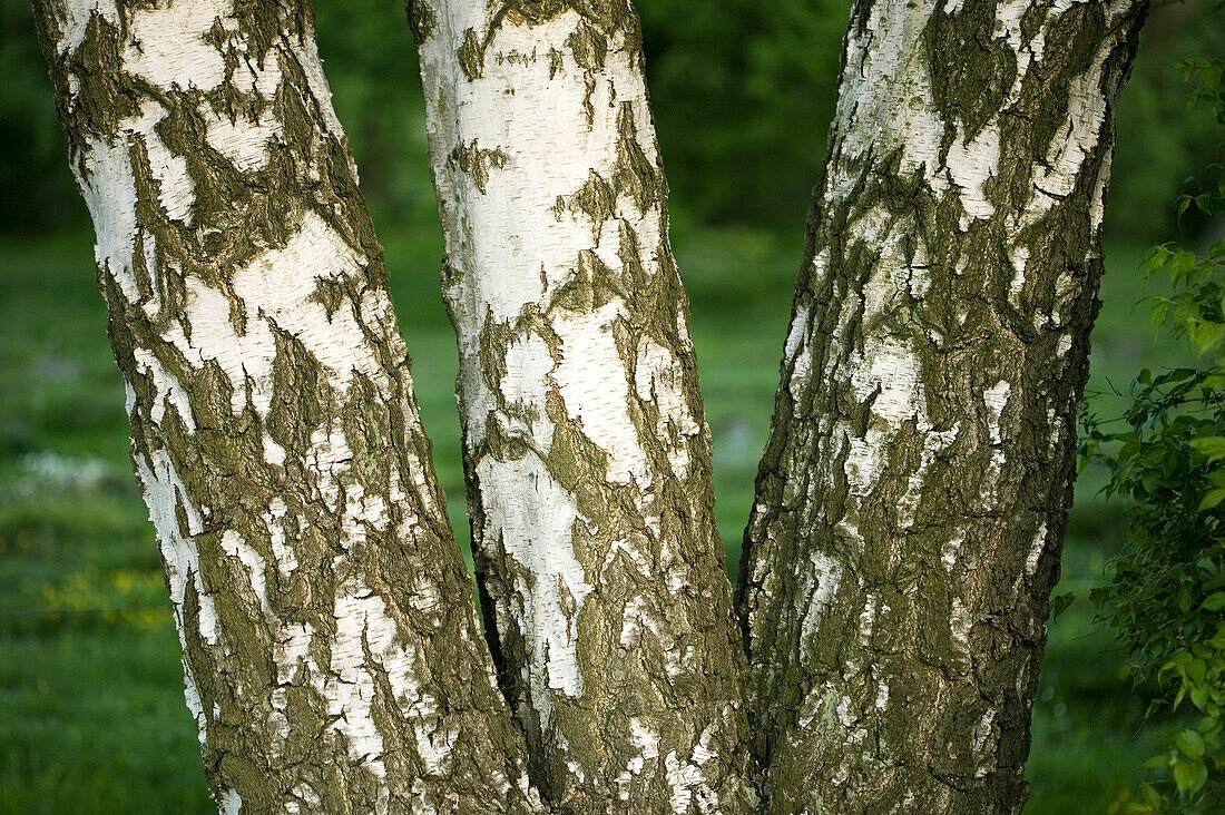 Tree trunks in spring, birches