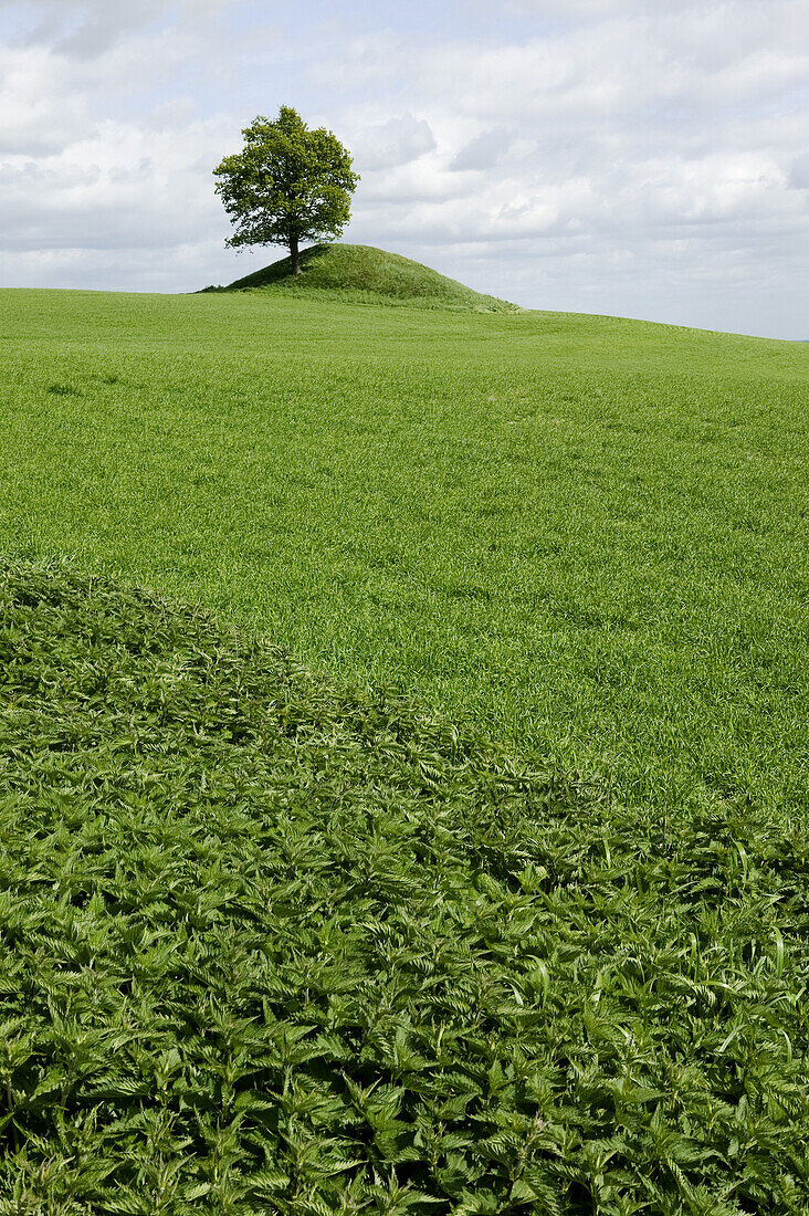 Tree on a hill