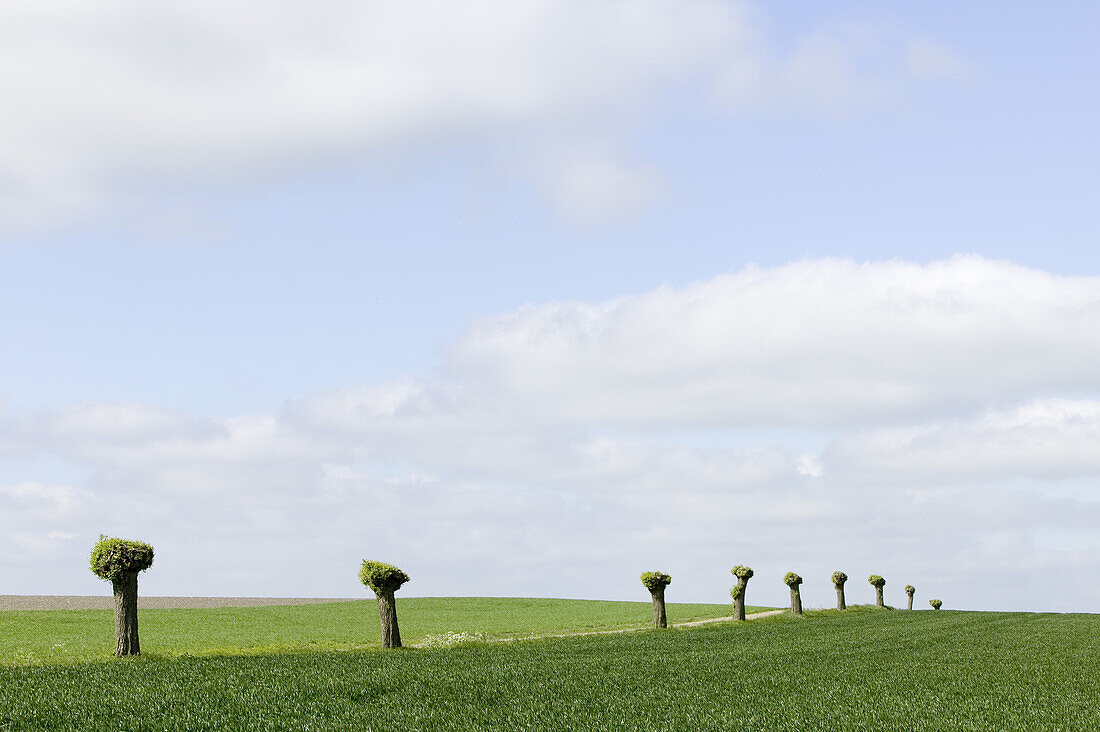 New-cutted willows on the fields