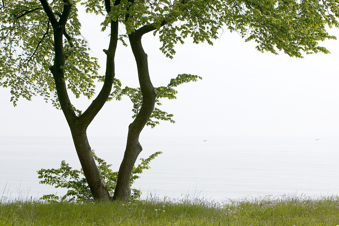 Tree at the coast in foggy weather