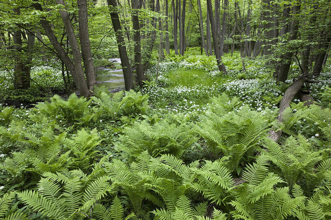 Ferns and ramsons, Stenshuvud National Park, Skane, Sweden