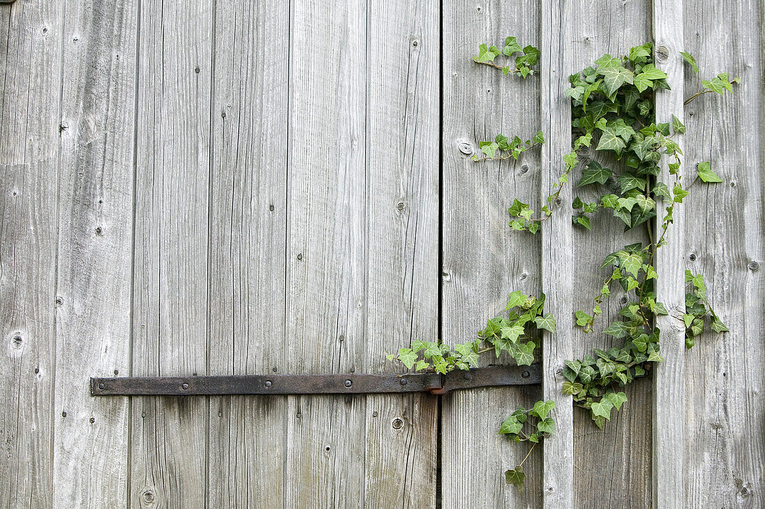 Ivy on wooden fence