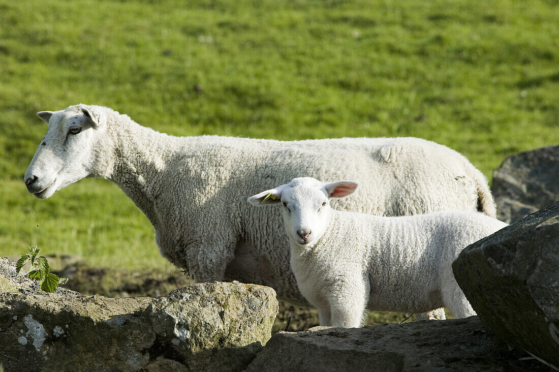 Ewe and lamb