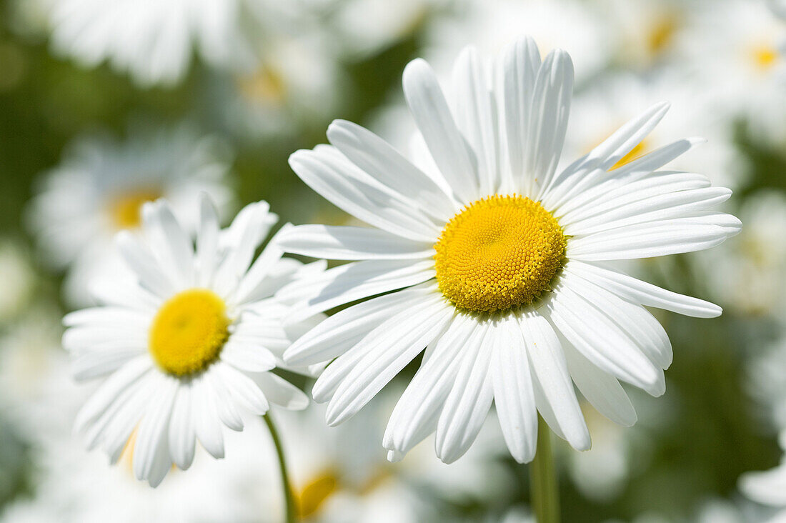 Daisies