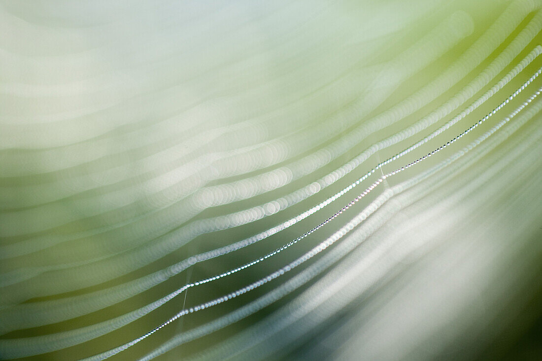 Dewy spider web