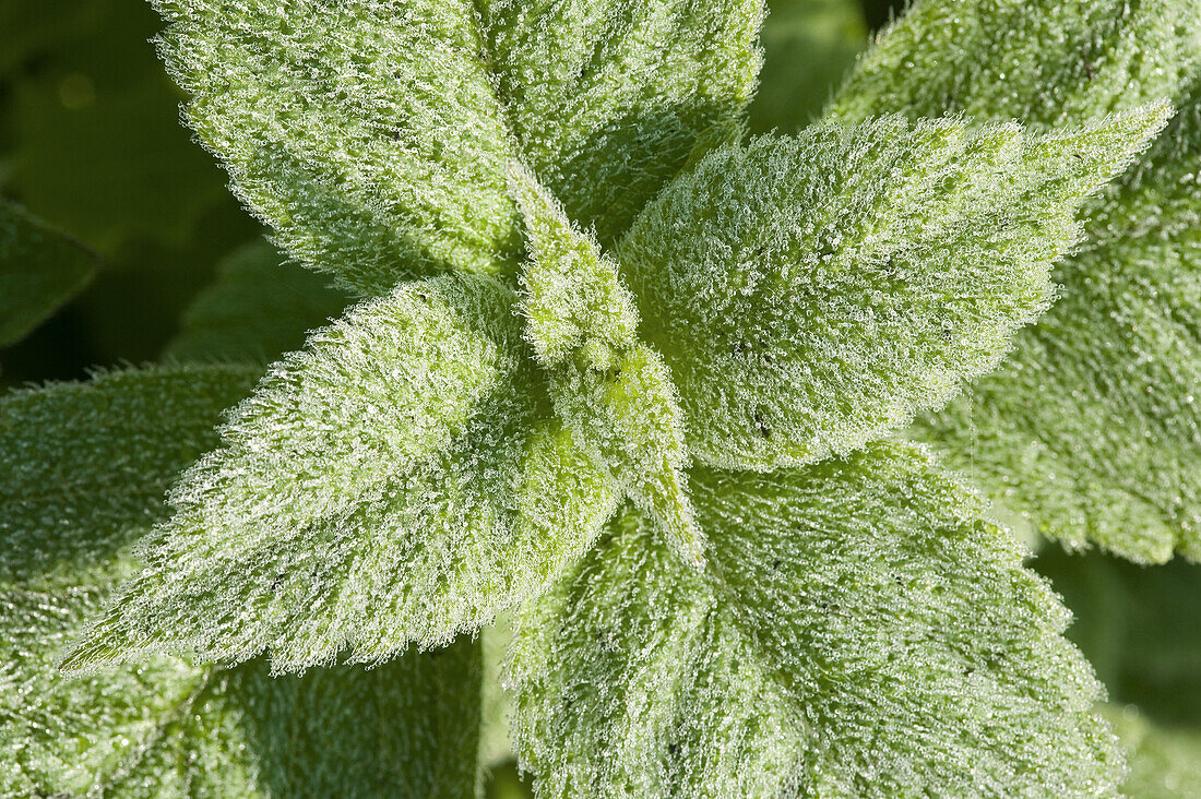 Dewy green plant