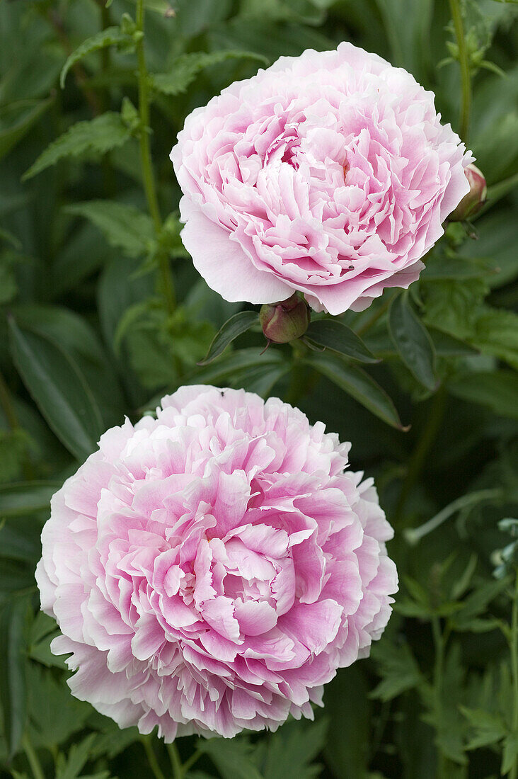 Pink peonies