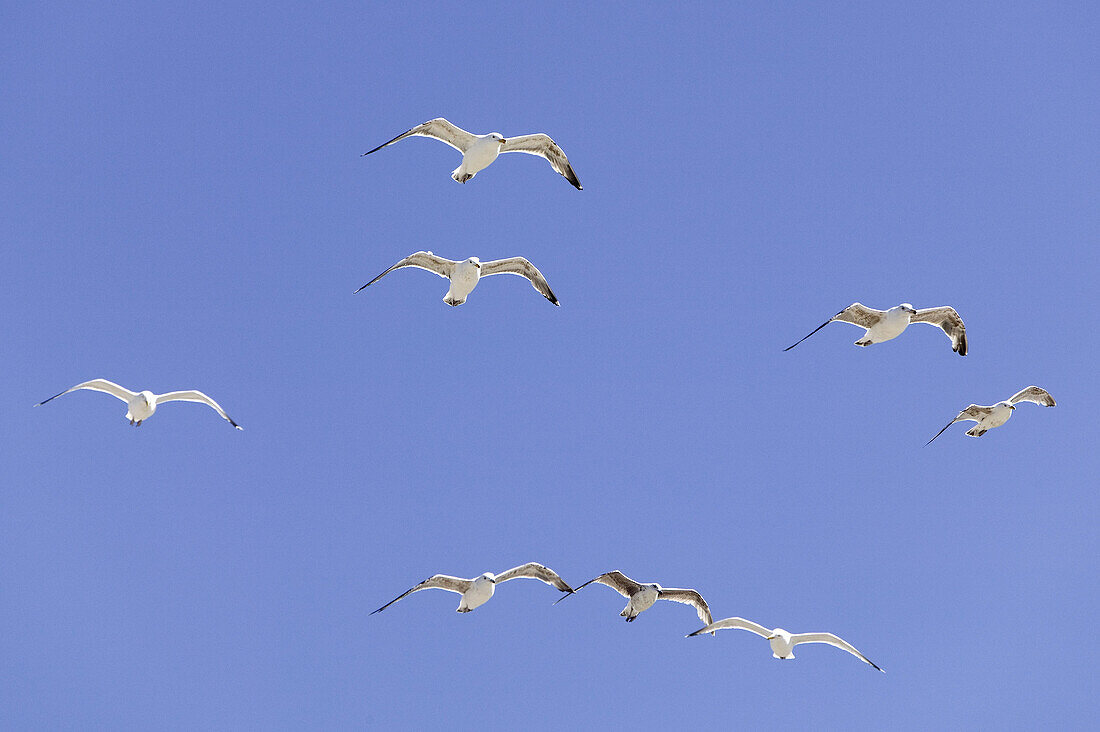 Gulls in the sky