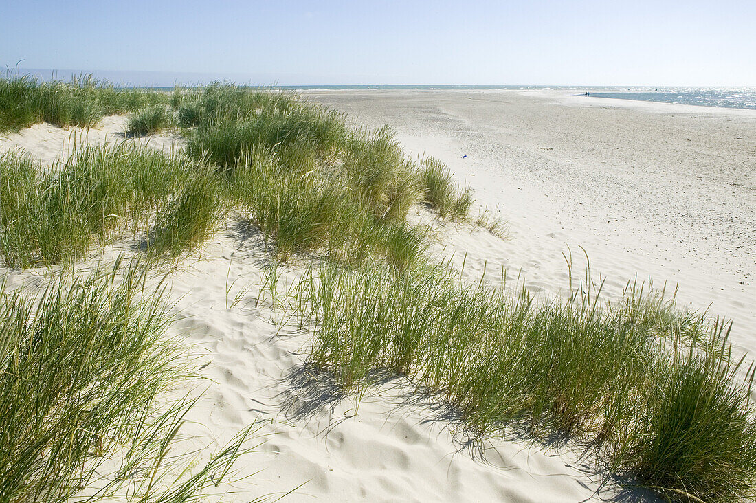 Sand dunes and beach grass, Skagen, Jutland, Denmark