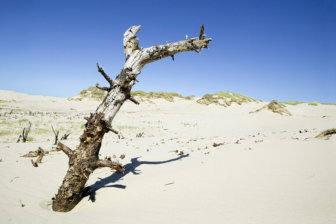 Sand dunes and dead tree, Raabjerg Molle, Jutland, Denmark