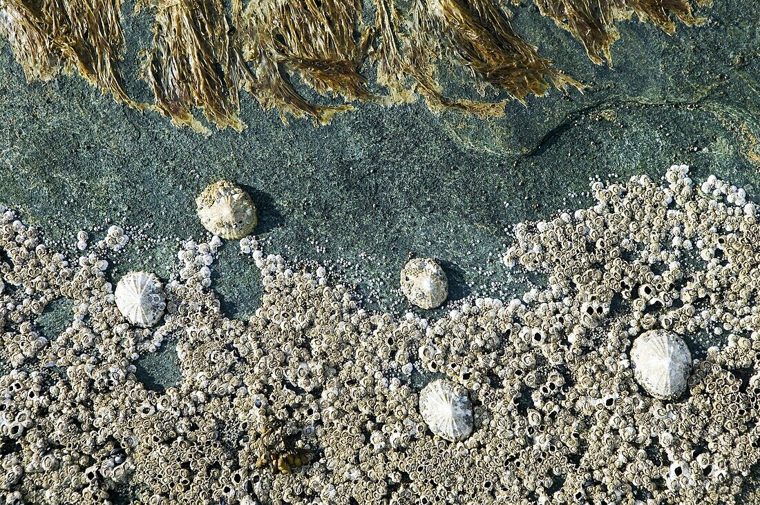 Shells and barnacles on stone