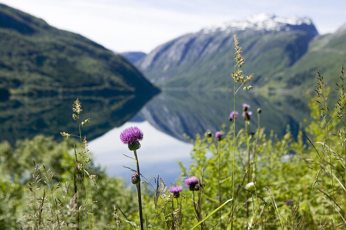 Purple flower by a lake, The Rodals Water (Roldalsvattnet), Norway