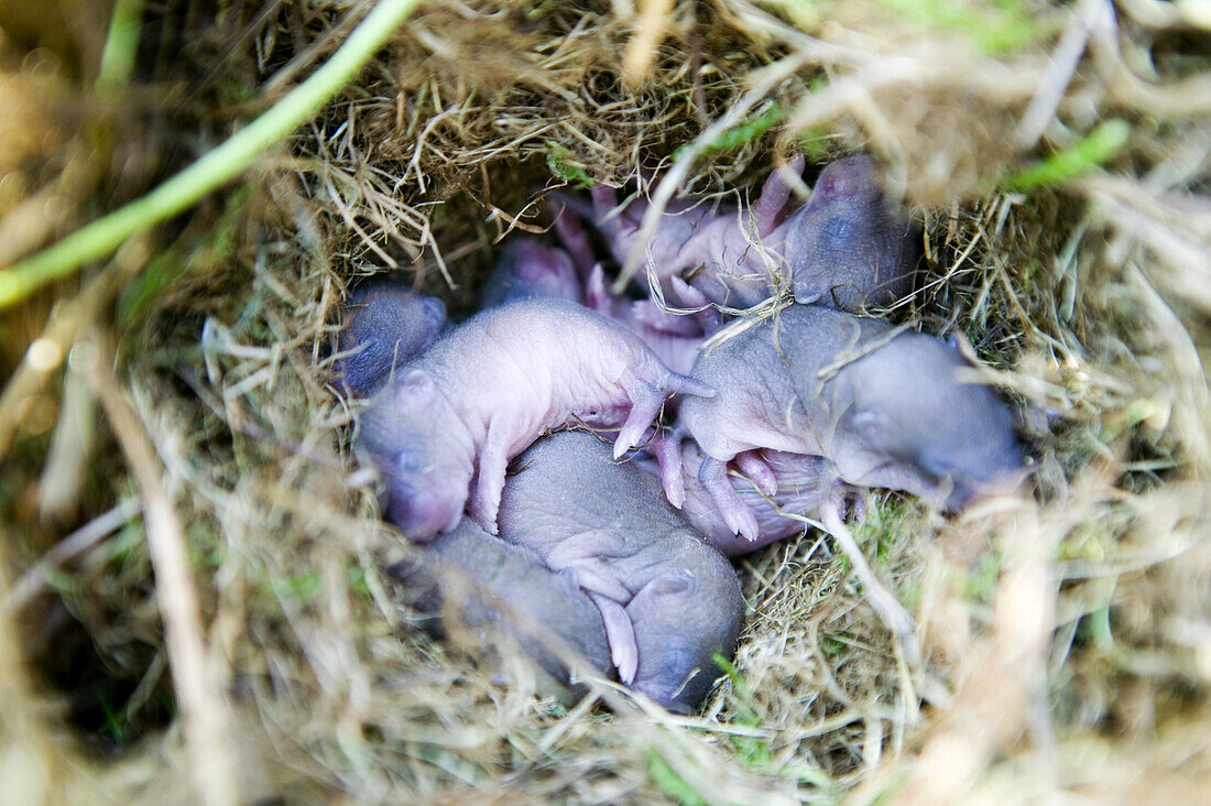 Field-mouse babies in their nest