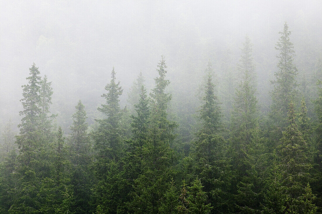 Spruce forest in fog