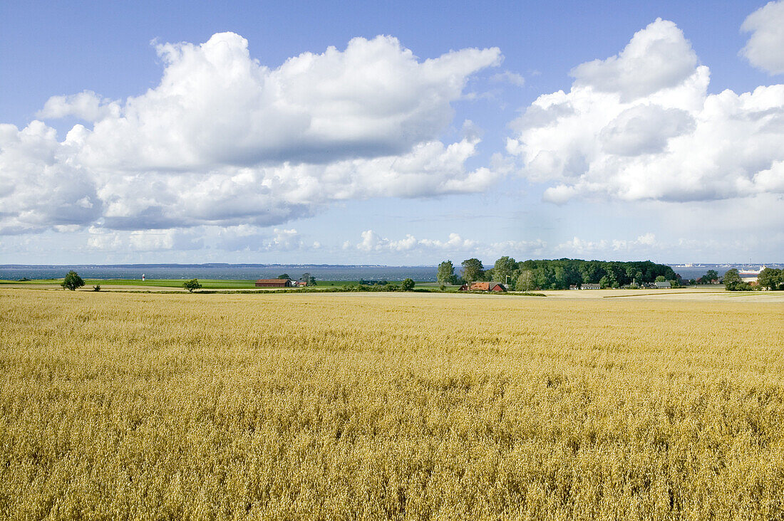 Filed of oats, Ven, Skåne, Sweden