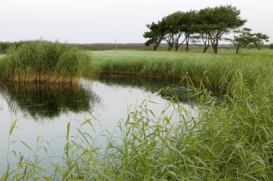 Pond on Ljunghusen golf course, Skåne, Sweden