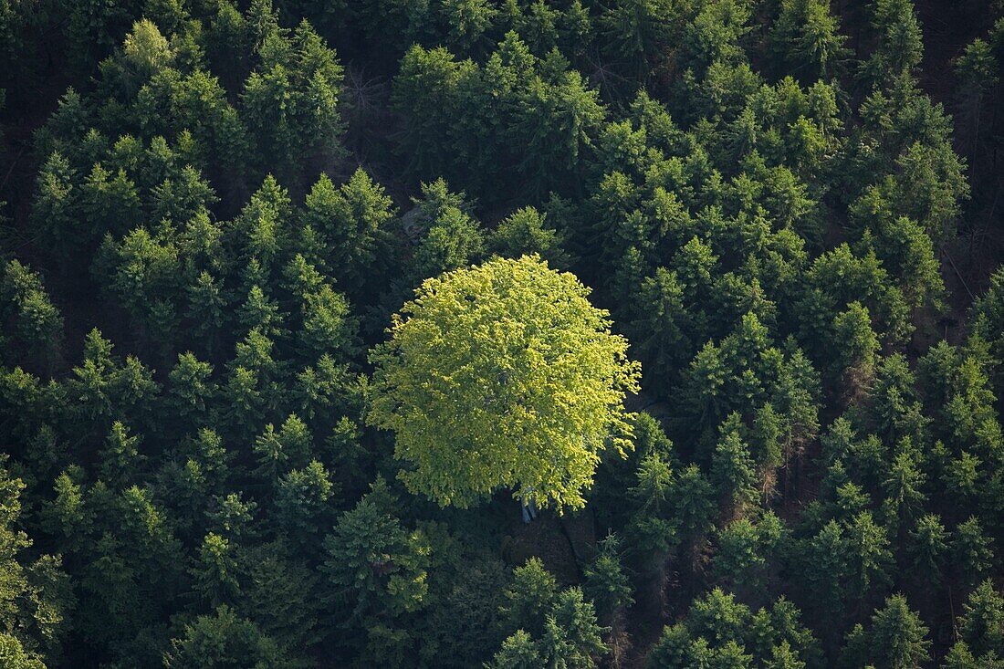 A deciduous tree in a coniferous forest