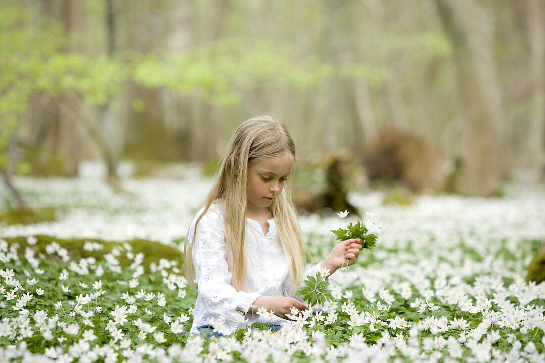 Girl is picking wood anemones