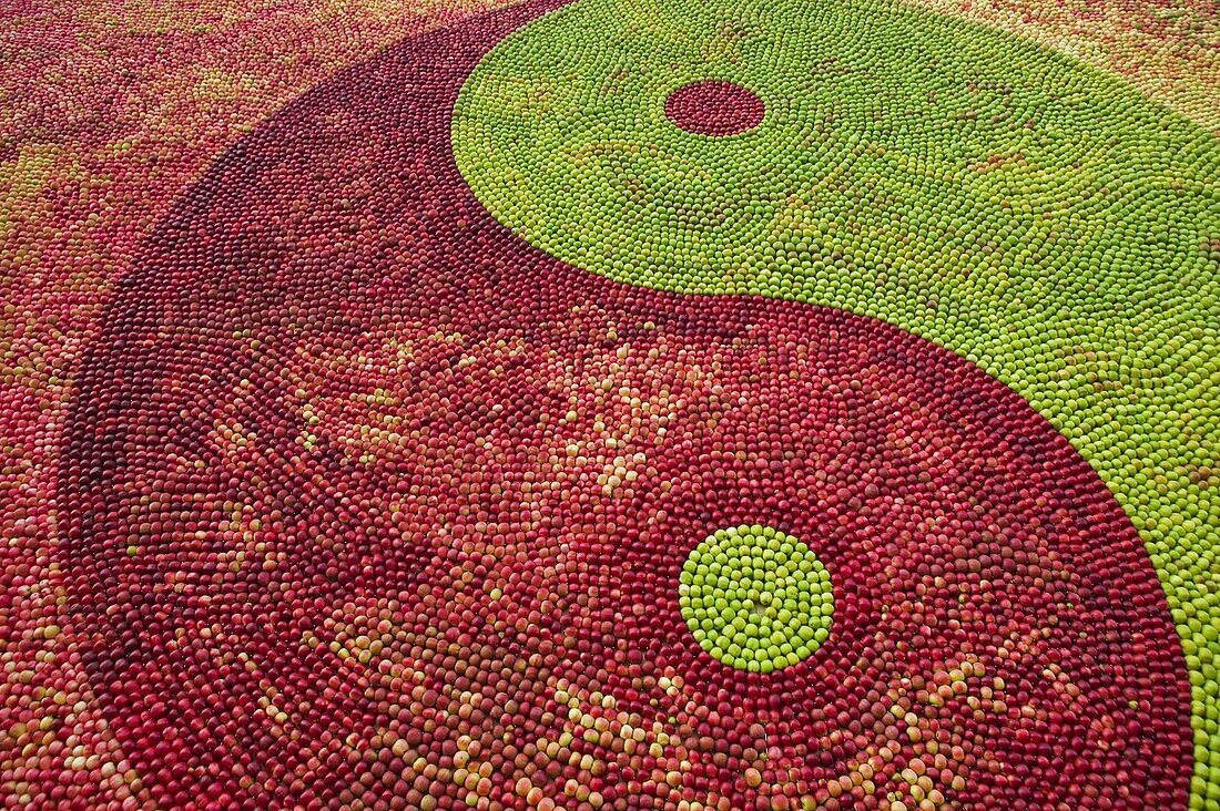 Art of apples, Kivik, Österlen, Skåne, Sweden