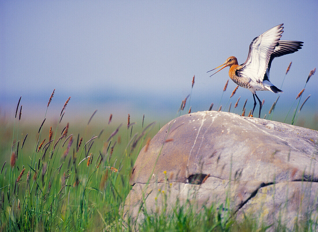 Common redshank on stone