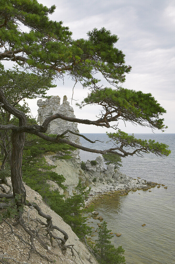 Pine tree by coast