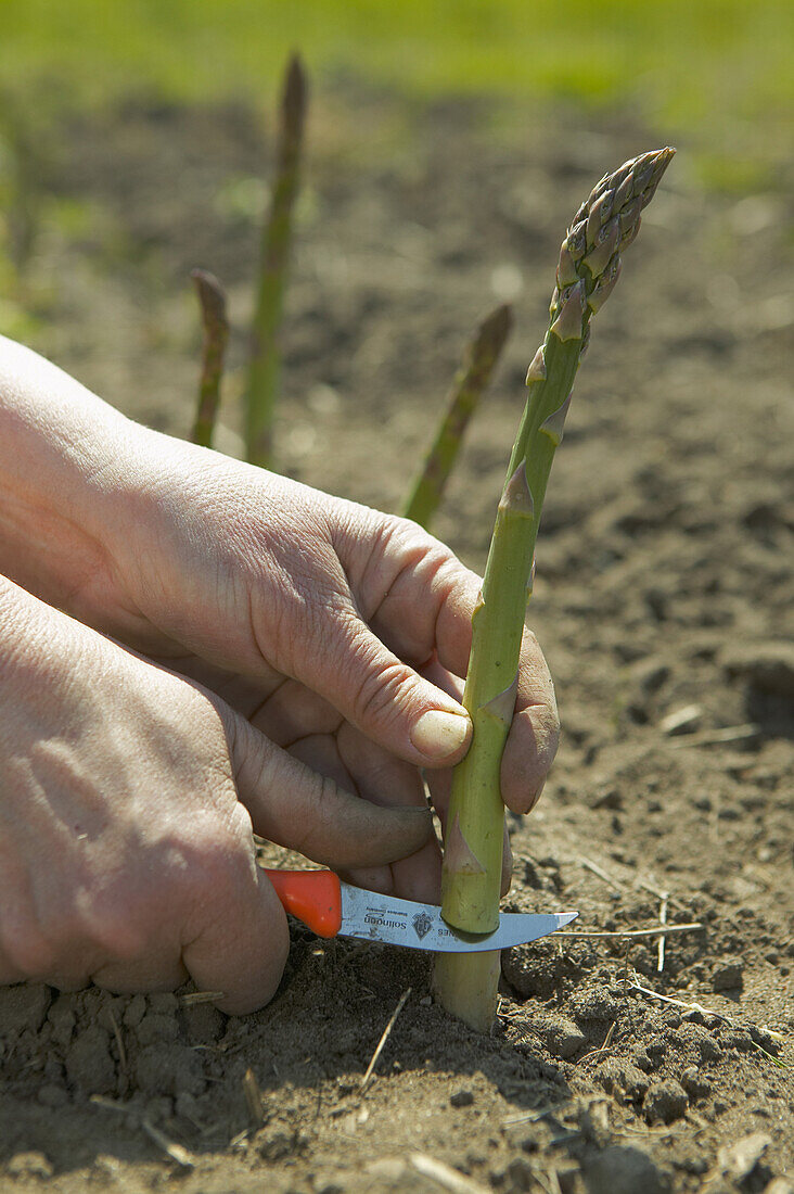 Hands cutting asparagus