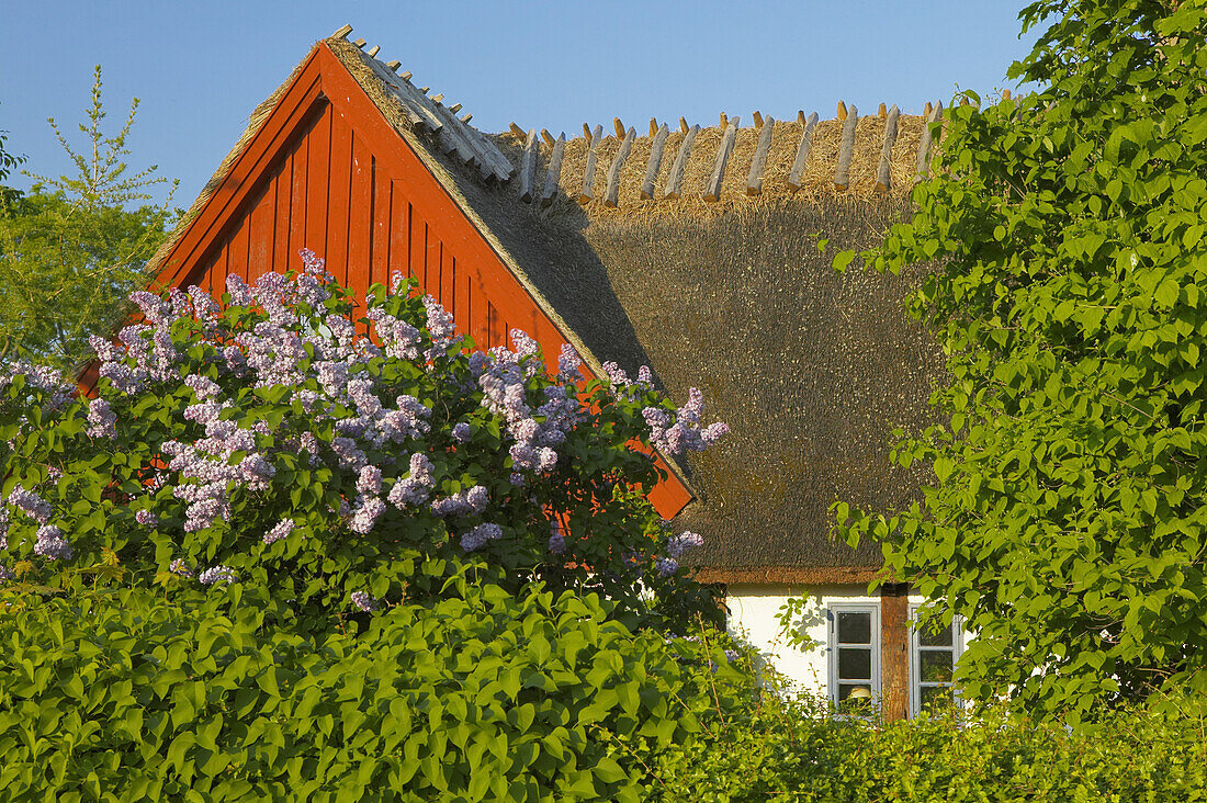 Lilacs in blossom in front of old house, Sweden