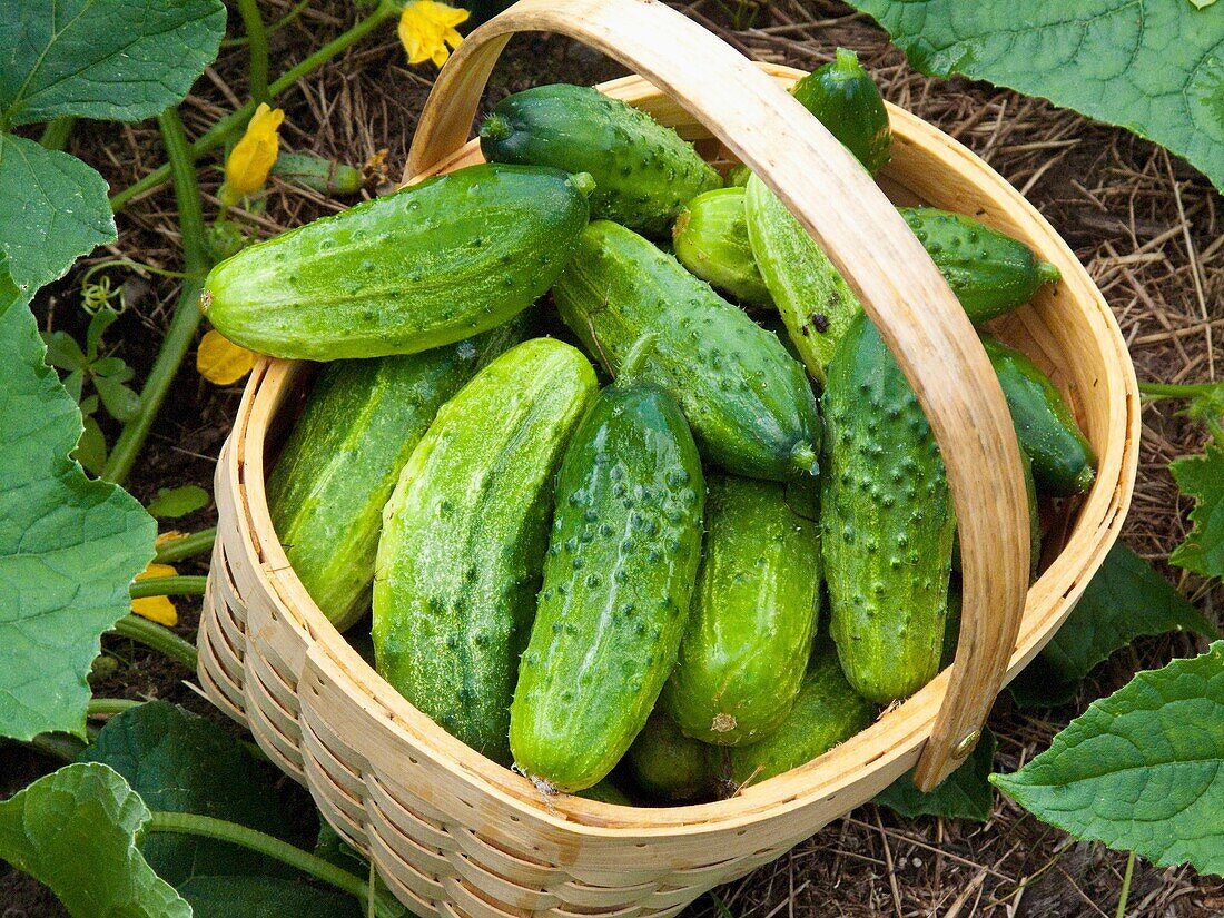 cucumbers in basket in garden