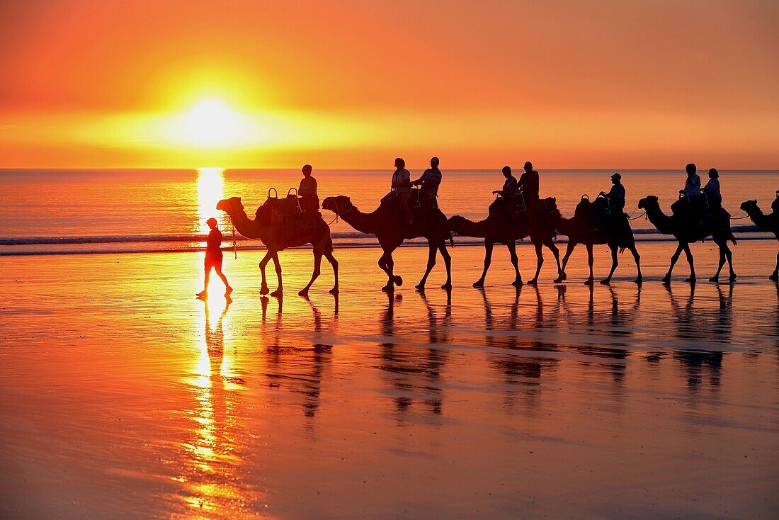 Camel carvan at Cable Beach  Broome, Western Australia