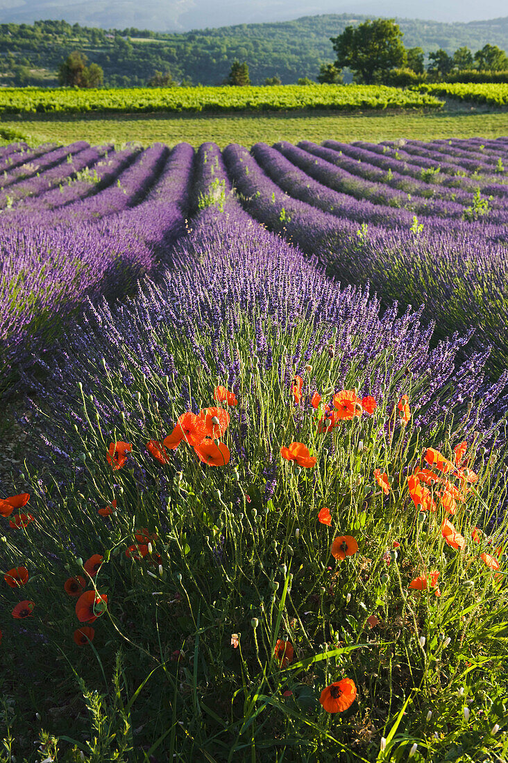 Region of Provence