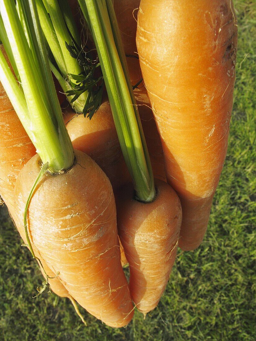 Carrot, Color, Crisp, Exterior, Foodstuff, Fresh, Freshly, Many, Minerals, Non-fattening, Nutrition, Outdoor, Plenty, Veg, Vegetable, Vegetables, Vitamins, L35-925482, agefotostock 